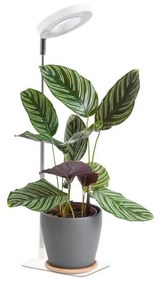LED димируема настолна лампа за отглеждане на растения VERDI LED/5W/5V 1300K бяла