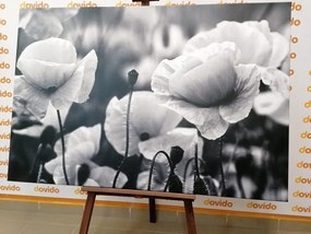 Картина на платно – Поле от диви макове в черно-бяло