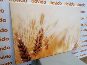 Картина на платно – Пшенично поле