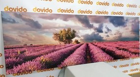 Картина на платно – Земя на лавандулови полета