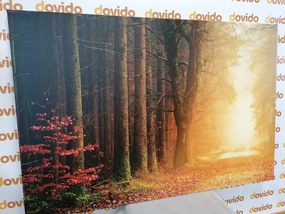 Картина на платно – Път в гората