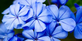 Картина на платно – Живописни сини цветя
