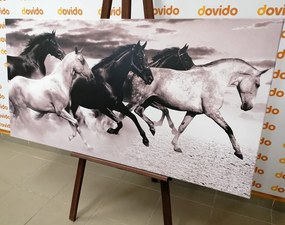 Картина на платно – Стадо коне в черно-бял вариант