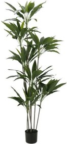 Декоративно растение Velvet Tree в саксия-160