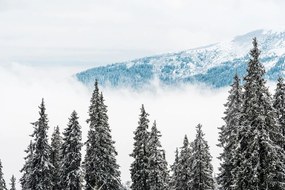 Фототапет – Заснежени борови дървета