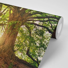Фототапет – Величествени дървета