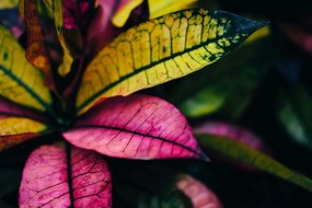 Фототапет – Оцветени листа