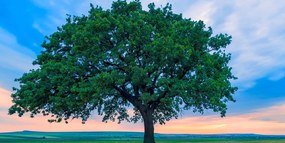 Картина на платно – Самотен дъб
