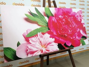 Картина на платно – Божури в розово