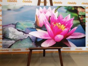 Картина на платно – Розов лотосов цвят