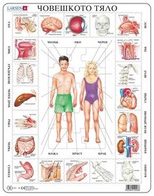 Larsen - Пъзел: Образователен – "Части на тялото" – 35 части, голям