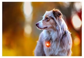 LED светлина за яка Amber - Orbiloc