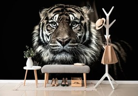 Самозалепващ фототапет – Тигър