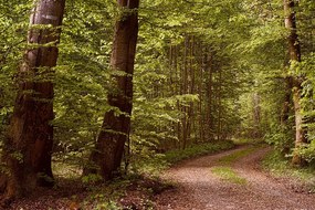 Самозалепващ фототапет – Зелена гора