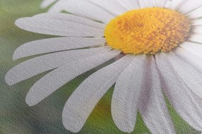 Картина на платно – Цветя от лайка