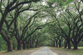 Самозалепващ фототапет – В прегръдка на дървета