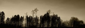 Картина на платно – Сепийна гора