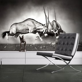 тапети - битка Gemsbok 350x270