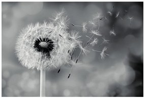 Самозалепващ фототапет – Магическа черно-бяла глухарче