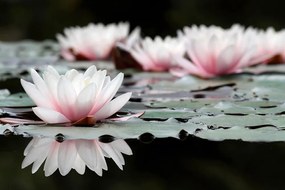 Фототапет – Лотосов цвят