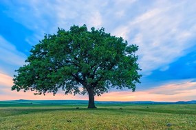 Фототапет – Самотен дъб