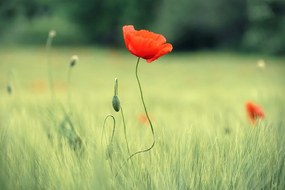 Фототапет – Самотен мак