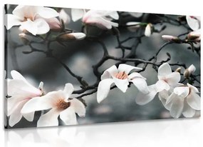 Картина на платно – Събуждаща се магнолия