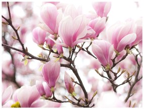 тапети - Magnolia bloosom 300x231