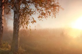 Фототапет – Мъглива есенна гора