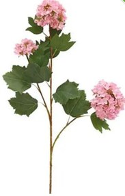 Hydrangea Градина  (6 τεμάχια)