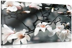 Картина на платно – Събуждаща се магнолия