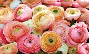 2298VEXXL - Флис