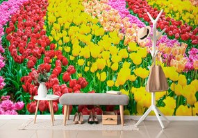 Фототапет – Градина пълна с лалета