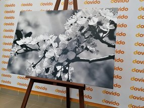 Картина на платно – Цвят на череша в черно и бяло