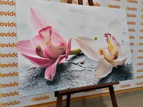 Картина на платно – Два цветни цвята на орхидея