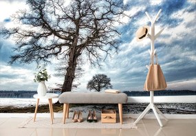 Самозалепващ фототапет – Дървета през зимата