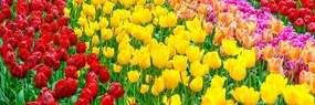 Картина на платно – Градина пълна с лалета