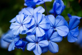 Фототапет – Диви сини цветя