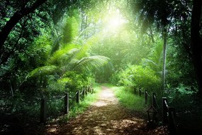 Фототапет – Пътека на остров Сейшели