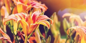Картина на платно – Прекрасно цъфтящи градински цветя