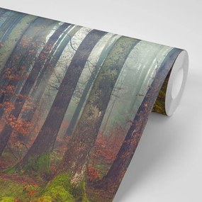 Фототапет – Тайна на гората