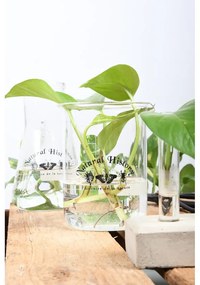 Стъклена ваза (височина 12 cm) Natural History – Esschert Design