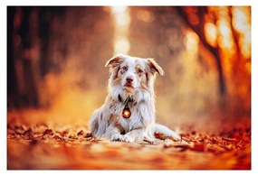 LED светлина за яка Amber - Orbiloc