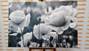 Картина на платно – Поле от диви макове в черно-бяло