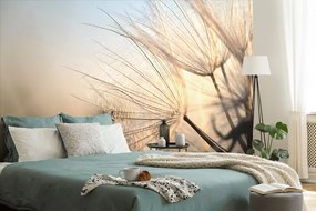 Фототапет – Глухарче при изгрев