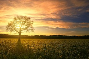 Фототапет – Самотно дърво