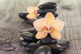 Фототапет – Орхидеи и Зен камъни
