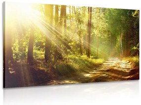 Картина на платно – Слънчеви лъчи в гората