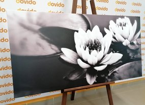 Картина на платно – Лотосов цвят в езеро в черно-бяло