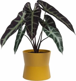 Керамична саксия за цветя ø 14 cm Diana – Artevasi